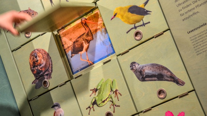 Interaktive Ausstellung mit Klappen zu verschiedenen Tieren wie Frosch, Vogel, Biber und Robbe, die Besucher öffnen können.