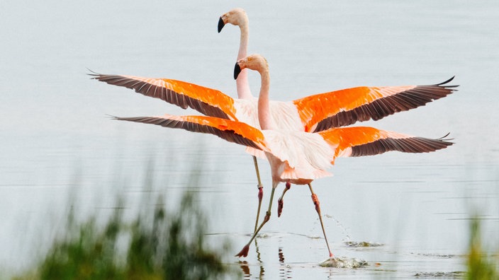 Zwei Flamingos mit ausgebreiteten Flügeln