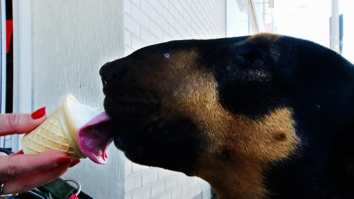 Ein Hund leckt an einem Waffelbecher mit Hunde-Eis.
