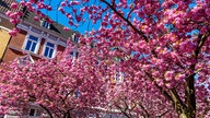 Kirschblüte in der Schulstraße in Münster