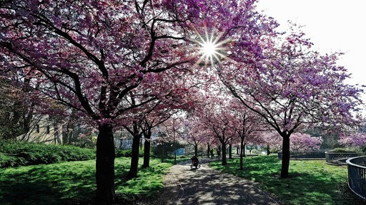 Kirschbäume in einer Allee angeordnet. Zwischen ihnen ein Gehweg in einem Park. Die Blüten der Bäume blühen rosa.