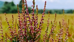 Eine Rötlich-rosa farbene Besenheide. Das ist eine sehr seltene Pflanze.