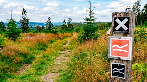 Ein Wanderweg führt durchs Grüne.
