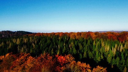 Luftaufnahme eines Waldes mit bunten Blättern im Herbst