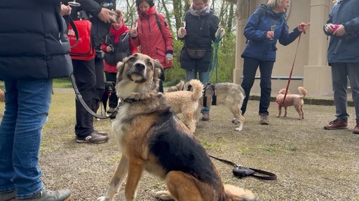 Ein Hund mit braunschwarzem Fell macht Sitz, um ihn herum stehen Menschen 