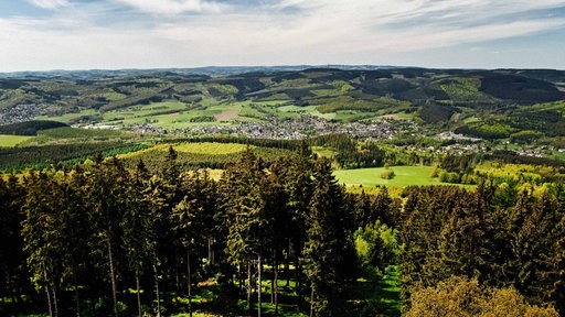 Eine Landschaft. In der Ferne waldbedeckte Berge. Im Vordergund Fichten.