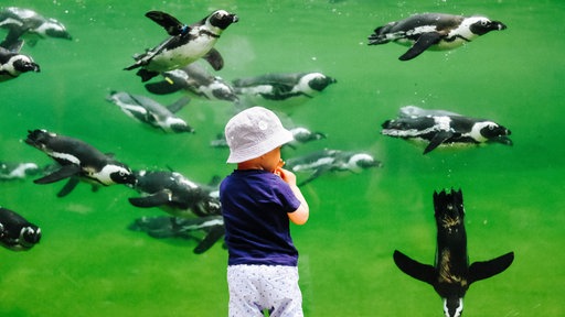 Ein Kind steht vor einer Glasscheibe, dahinter schwimmen Pinguine