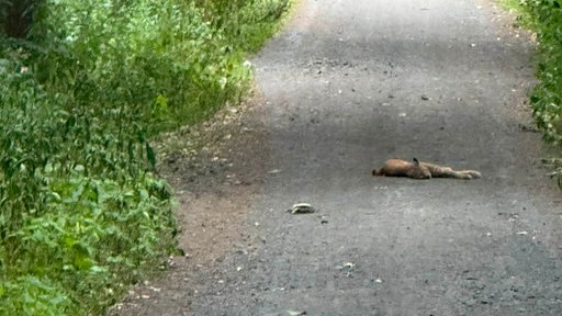 Ein Luchs liegt auf einem Weg in einem Wald bei Haltern