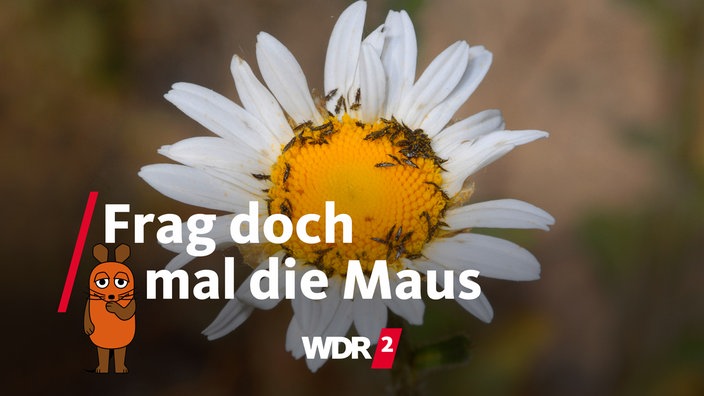 Thrips (Gewitterwürmchen) auf einer Margerite