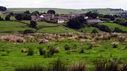 Das Beitragsbild des WDR3 Kulturfeature "Innere und äußere Landschaften" zeigt eine Landschaft mit Schafen im District South Yorkshire England