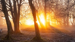 Das Beitragsbild des WDR3 Musikporträt "LICHT - Eine Klangspur zu Haydn, Stockhausen und Schubert" zeigt Sonnenstrahlen im winterlichen Nebelwald im Taunus.