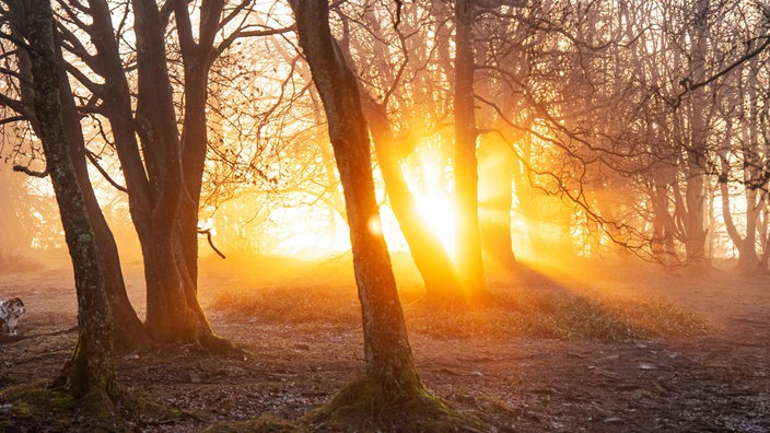 Das Beitragsbild des WDR3 Musikporträt "LICHT - Eine Klangspur zu Haydn, Stockhausen und Schubert" zeigt Sonnenstrahlen im winterlichen Nebelwald im Taunus.