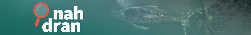 Das Bild zeigt den gestrandeten Buckelwal von oben im Wasser vor der Insel Poel, daneben ist das Logo des Podcasts nah dran. 