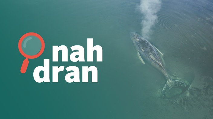 Das Bild zeigt den gestrandeten Buckelwal von oben im Wasser vor der Insel Poel, daneben ist das Logo des Podcasts nah dran. 