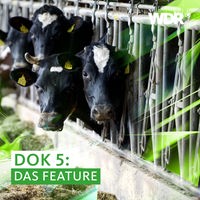 Das Beitragsbild des Dok5 "Warum mehr Platz nicht reicht" zeigt Milchkühe in einem Stall in der Eifel 2014