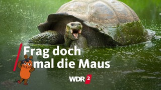 Schildkröte auf den Galapagos-Inseln