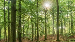 Das Beitragsbild des Dok 5 "Der Wert des Waldes - Deutsche Forstwirtschaft im Klimawandel" zeigt einen deutschen Buchenwald. Die Sonne strahlt durch das Waldgebiet
