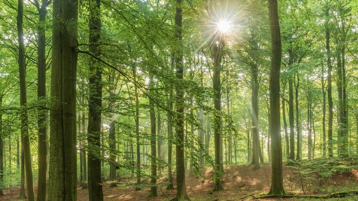 Das Beitragsbild des Dok 5 "Der Wert des Waldes - Deutsche Forstwirtschaft im Klimawandel" zeigt einen deutschen Buchenwald. Die Sonne strahlt durch das Waldgebiet