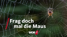 Spinne in ihrem Netz