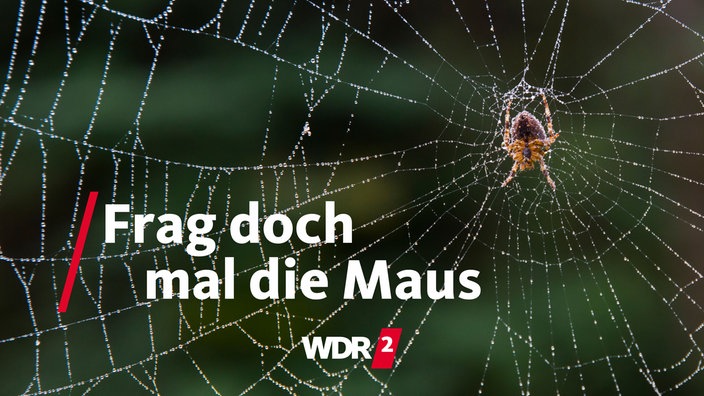 Spinne in ihrem Netz