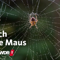 Spinne in ihrem Netz