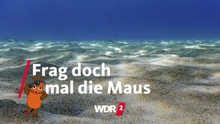 Unterwasseraufnahme: Sandiger Meeresboden