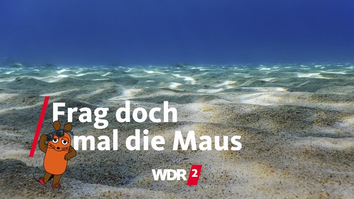 Unterwasseraufnahme: Sandiger Meeresboden