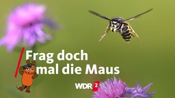 Wespe im Flug