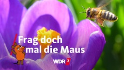 Biene fliegt eine Krokusblüte an
