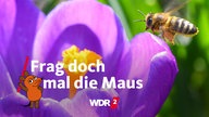 Biene fliegt eine Krokusblüte an