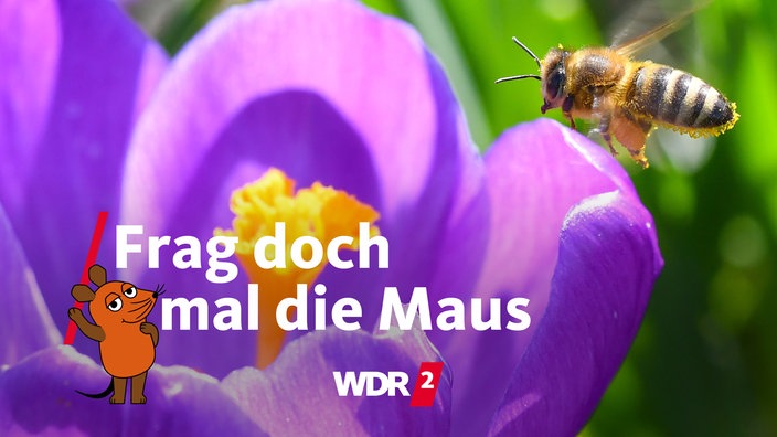 Biene fliegt eine Krokusblüte an