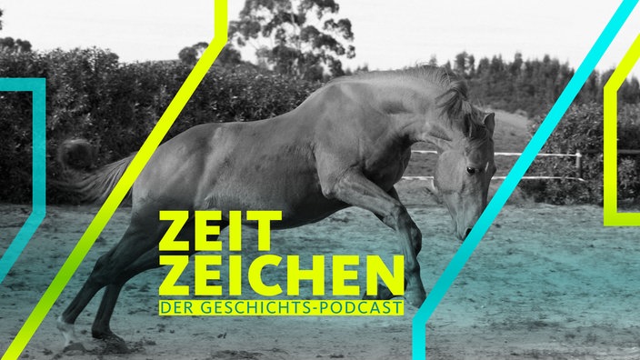 Ein Trakehner-Fuchs buckelt in einem Auslauf
