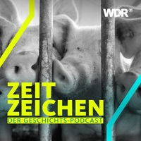 Schweine stehen in einem Schweinestall