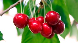 Rote Kirschen hängen an einem Ast.
