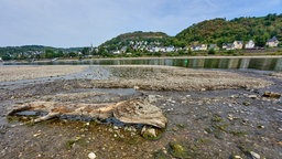 Die Ahr mündet in Sinzig in Rinnsalen in den Rhein. Die anhaltende Trockenheit hat den Strom deutlich reduziert.