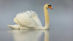 Ein Schwan schwimmt auf einem Teich.