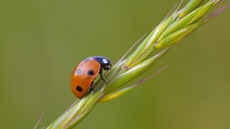 Ein Siebenpunkt-Marienkäfer auf einem Gras