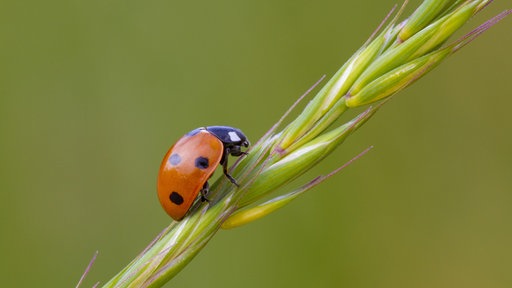 Ein Siebenpunkt-Marienkäfer auf einem Gras