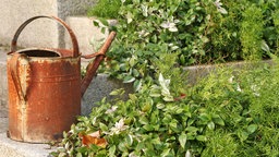 Eine rostige Gießkanne auf ein paar Treppenstufen im Garten