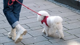 Ein kleiner Hund an einer Leine