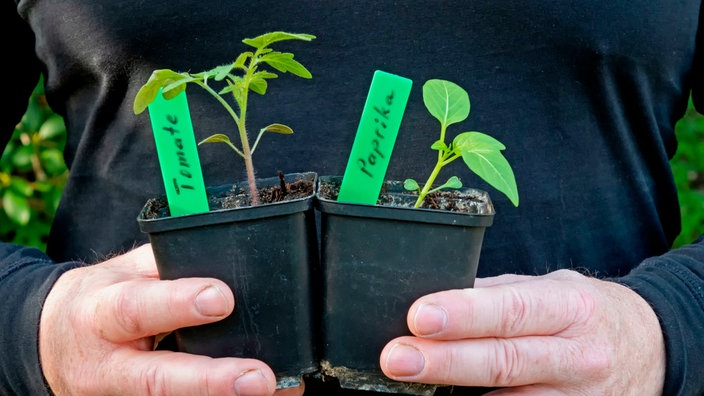 Zwei Männerhände halten einen Topf mit einer jungen Paprikapflanze und einen Topf mit einer jungen Tomatenpflanze