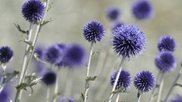 Blaue Kugeldistel