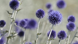 Blaue Kugeldistel