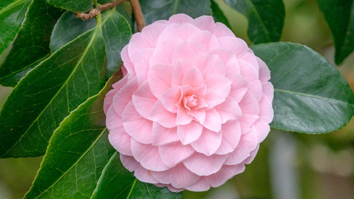 Kamelie Camellia japonica. Die Blumen duften im Herbst