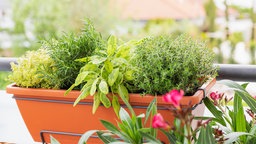 Verschiedene Kräuter und Oleander auf einem Balkon