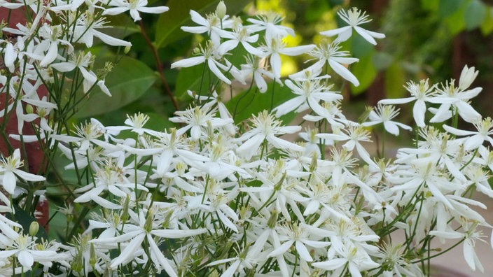 Rispenblütige Waldrebe (Clematis terniflora var. mandshurica)