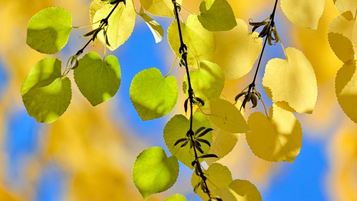 Zweige mit gelbem Herbstlaub, Kuchenbaum (Cercidiphyllum japonicum)