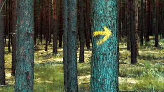 Ein Pfeil auf einem Baum weist den Weg im Wald