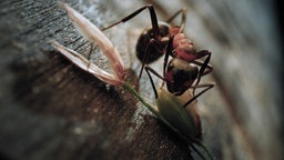 Bild aus dem Film"Insekten – Helden im Verborgenen"