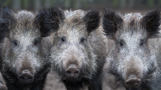 Wildschweine schauen in das Objektiv einer Kamera.